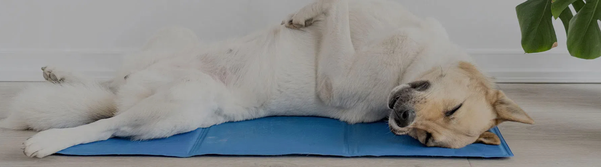 Pet Cooling Mat
